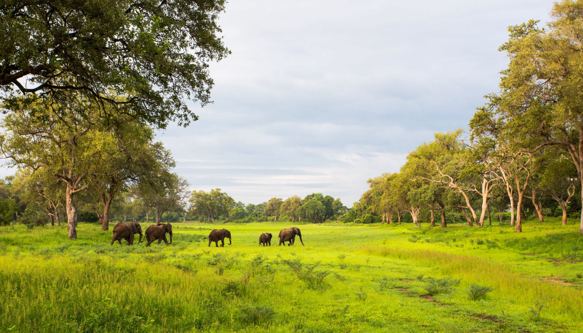 South Luangwa